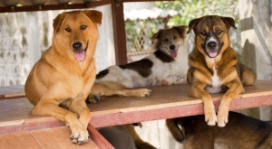 The Impact of Thailand Dog Charities: How They're Saving Lives and What You Can Do