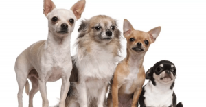 Why Chihuahuas Breed Is So Famous - You Need To Know