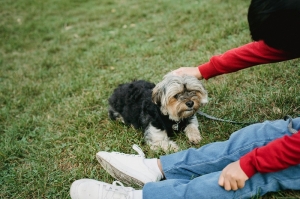 Mastering Basic Dog Commands: Sit, Stay, and Come