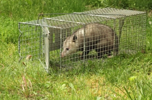 Taking Precaution: Post-Possum Removal Tips for a Healthier and Safer Home