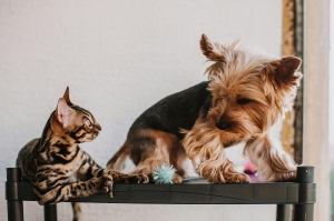 The Role of Pet Wellness Exams and Preventative Care