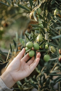 Liquid Gold: Unlocking the Secrets of Best Smoked Olive Oils