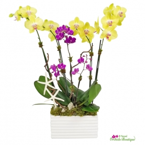 Summer Special: Exotic Orchid Arrangements for Outdoor Parties and Events