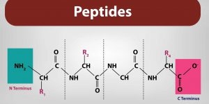 An Overview ofFunctional Peptides