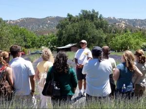 Experience the Magic: California's Premier Lavender Festival