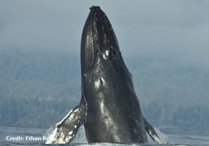 Ucluelet and Tofino Bliss: Relax in a Secluded Vacation Rentals Hideaway