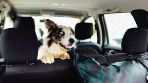 Pet-Friendly Adventures: Tips for Traveling with Your Furry Friend