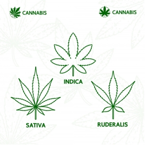 Sativa Strains vs. Indica Strains: What’s the Difference?