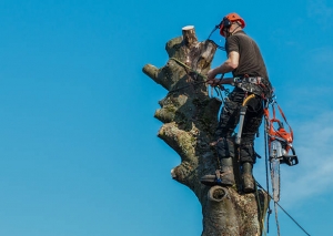Professional Tree Pruning and Removal: Christchurch Arborist Services