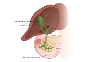 Gallbladder Cancer Market is Anticipated to Witness Moderate Growth Owing to Increasing Research Funding 