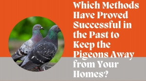 Which Methods Have Proved Successful in the Past to Keep the Pigeons Away from Your Homes?