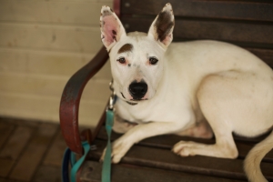 Understanding the Causes of Bacterial Skin Infections in Pets