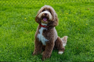 Ethical, High-Quality Labradoodle Breeders & Puppies