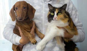 Treatment Options for Bacterial Pneumonia in Dogs and Cats