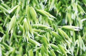 Oats Farming in India: Cultivation and Market Value