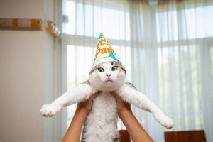 Keeping Your Cats Entertained: 6 Events to Hire Cat Sitting for Gatherings in Lakewood, CO