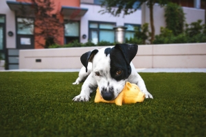 5 Reasons Why Astro Turf is Perfect for Pet Owners