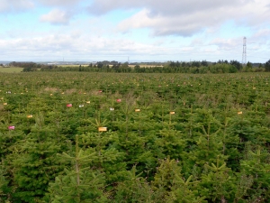 The Role of Wholesale Christmas Tree Distributors in the UK Market