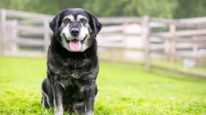 Best Diets for Senior Dogs: Nutrition for Aging Pets