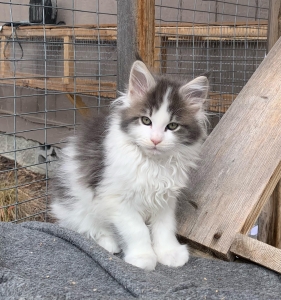 Raising Maine Coon Kittens: Tips for New Owners