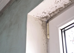 Understanding and Preventing Black Mold in Your Home