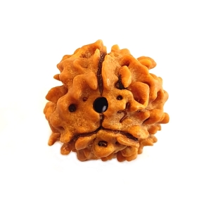 Are You Ready to Explore the Unique Energies of the 15 Mukhi Rudraksha?