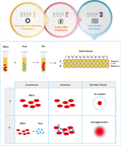 Reliable Hemagglutination Assay for Virus and Antibody Detection