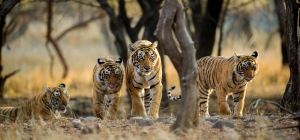 Experience the Charm of Ranthambhore with our Wildlife Tour Packages