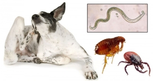 Global Flea, Tick, and Heartworm Products Market High Growth Owing to Rising Pet Ownership