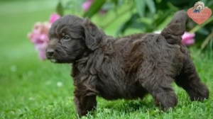 Choosing the Right Labradoodle Puppy for Your Family