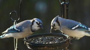 A Comprehensive Guide to Bird Food for Wild Birds: Nourishing Nature's Feathered Friends