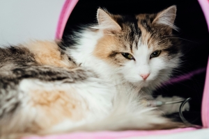 Preventing Feline Diabetes: Tips for Keeping Your Cat Healthy