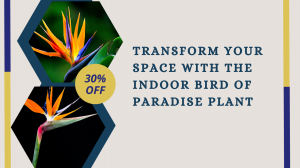 Transform Your Space with the Indoor Bird of Paradise Plant