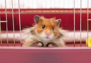 Understanding and Caring for Your Hamster's Dental Health