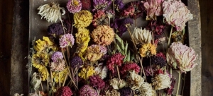 How to Preserve Dried Flowers: Techniques and Tips