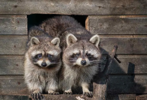 Eco-Friendly Raccoon Removal Methods for Houston Residents 