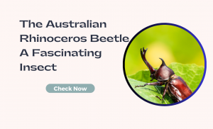 The Australian Rhinoceros Beetle A Fascinating Insect