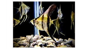 Choosing the Right Angelfish Breeder - Key Factors to Consider