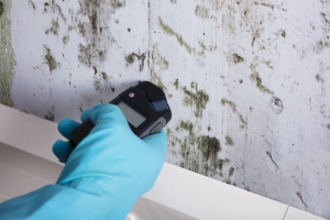 How Often Should You Schedule Residential Mold Testing for Your Home?