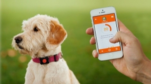 Pet Tech Market is Owing to Rising Adoption of Smart Collars,Cameras and Feeders 