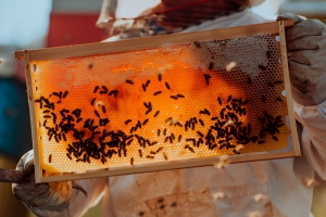 Eco-Friendly Bee Removal: Protecting Bees While Keeping Your Home Safe