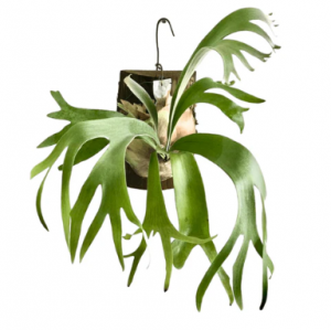 The Staghorn Fern Plant: A Unique and Captivating Addition to Your Green Space