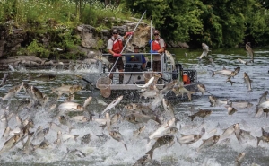 Understanding the Threat of Invasive Mussels