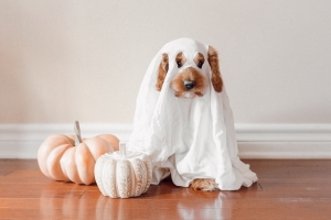 5 DIY Dog Halloween Costumes