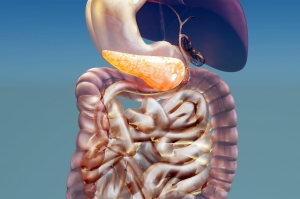 Digestive Enzyme Market Poised for High Growth Due to Increasing Prevalence of Gastrointestinal Disorders