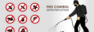 Termite Control Services Rawalpindi