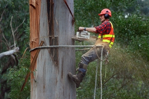 Tree Removal Services