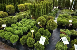 Creating Green Spaces | Best Indoor Plants Pakistan and Online Nursery in Pakistan