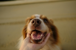 Common Mistakes to Avoid When Brushing Your Dog's Teeth