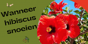 Wanneer Hibiscus Snoeien: De Ultieme Gids voor Optimale Groei en Bloei